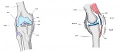 膝头痛的成因