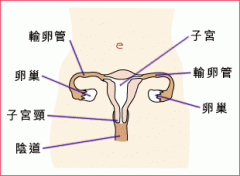 什么是子宫颈癌？